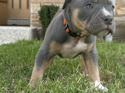 American Bulldog – Michael Gravina