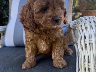 Dogs – Willow Vale