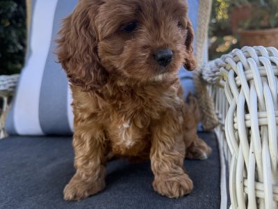 Dogs – Willow Vale