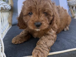 Cavoodle – Willowvale