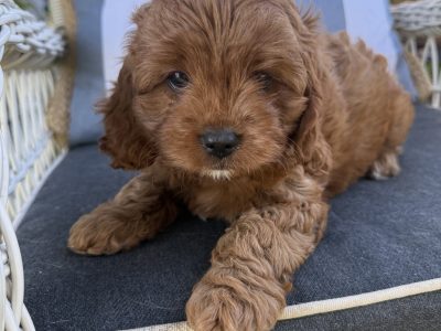 Cavoodle – Willowvale