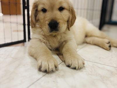 Goldador – Port Wakefield