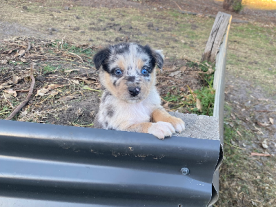 Border Collie – Devon Meadows