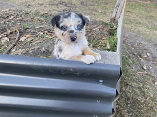 Border Collie – Devon Meadows