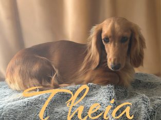 Miniature Dachshund – Glenore Grove