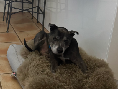 Dogs – Peregian Springs