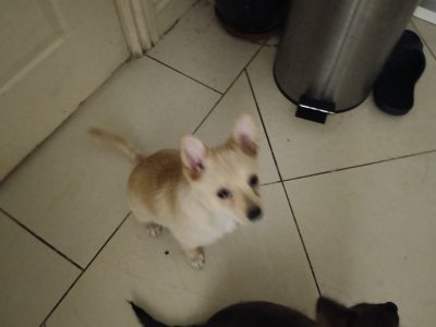 Other Dogs – Pennington