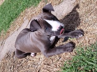 American Staffordshire Bull Terrier – Troy.Luxton