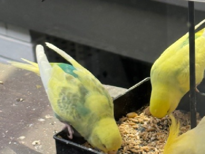 Budgerigar – Chapel Hill