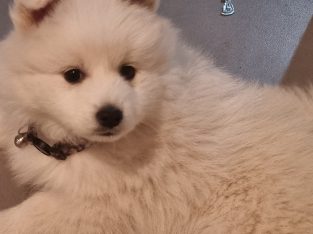 Japanese Spitz – Chisholm