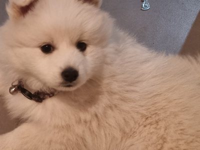 Japanese Spitz – Chisholm