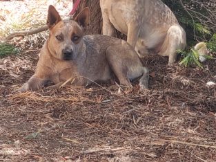 Australian Cattle Dog – Elmore