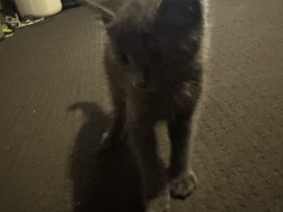 Domestic Short Hair (DSH) – Blue Haven