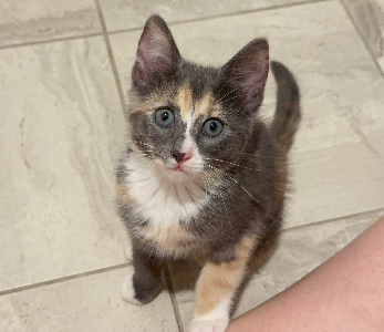 Other Cats – Morley