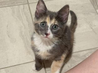 Other Cats – Morley