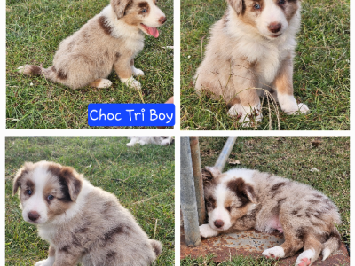 Border Collie – Dalby