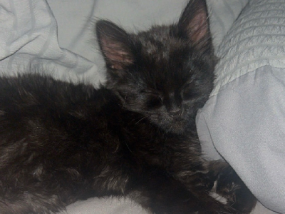 Ragdoll – Caulfield North