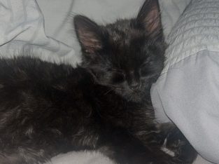 Ragdoll – Caulfield North