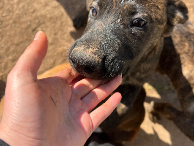 Dogs – Broadmeadows