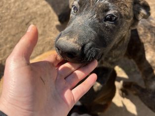 Dogs – Broadmeadows