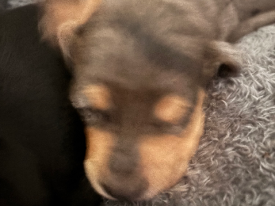 Dachshund – Narangba