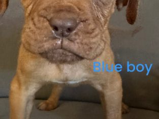 Dogue De Bordeaux – Claymore