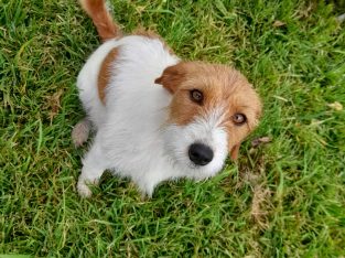 Jack Russell – Guyra