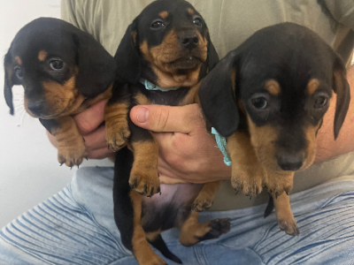 Dachshund – Pacific Pines