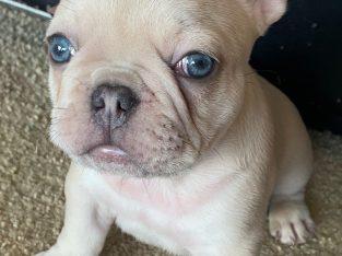 French Bulldog – Batemans Bay