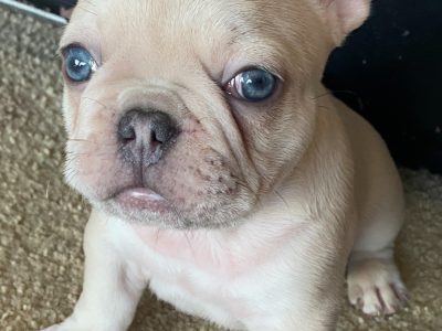 French Bulldog – Batemans Bay