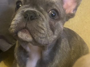 Dogs – Kings Langley