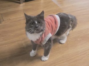 RagaMuffin – Maidstone