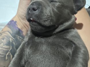 Staffordshire Bull Terrier – Camden