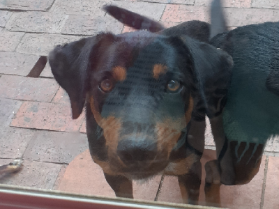 Dogs – Doncaster East