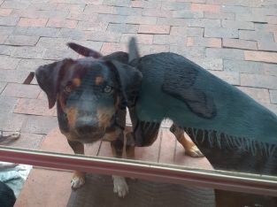 Dogs – Doncaster East