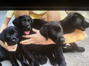 Labrador Retriever – Port Melbourne