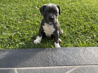 Staffordshire Terrier – Eagleby