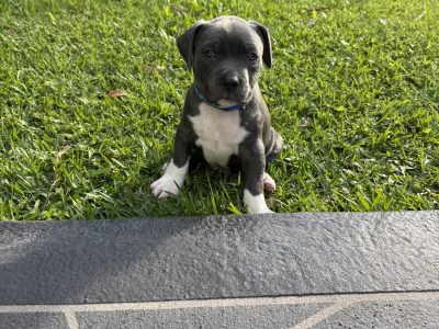 Staffordshire Terrier – Eagleby