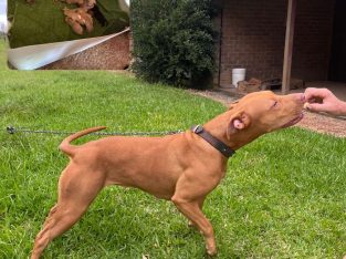 American Staffordshire Bull Terrier – Forster