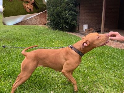 American Staffordshire Bull Terrier – Forster