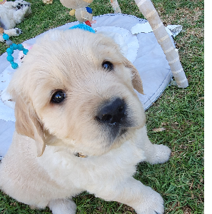 Golden Retriever – Strathalbyn