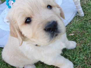 Golden Retriever – Strathalbyn