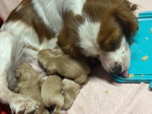 Cavalier King Charles Spaniel – Cooloongup