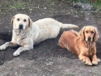 Cocker Spaniel – Werribee