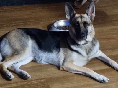 German Shepherd – Mid North Coast