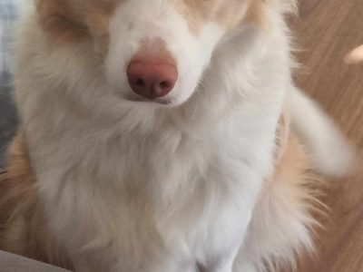 Border Collie – Mid North Coast