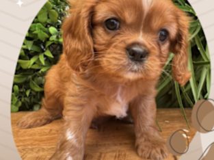 Cavalier King Charles Spaniel – Croydon
