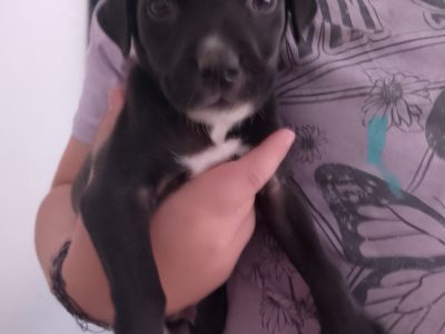 Bullmastiff – Armadale