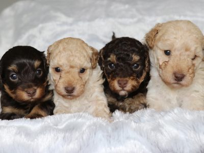 Toy Moodle – Aberglasslyn