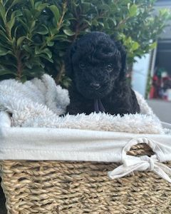 Toy Poodle – Aberglasslyn